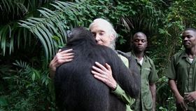 ▲珍古德擁抱黑猩猩震撼全世界，91歲再來台灣，她是為地球永續拼命的不老戰士。（圖／翻攝自珍古德頻道 Wounda's Journey YT）