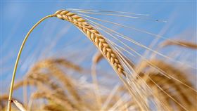 芒種,稻米。（示意圖／PIXABAY）