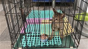 台鐵,台東,台灣,火車,網友,司機員,樹林,幼貓,放養,母貓,獸醫▲圖片描述。（圖／讀者提供） 