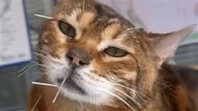 虎斑貓整顆頭插滿了針灸，一臉生無可戀的厭世感。（圖／翻攝畫面）
