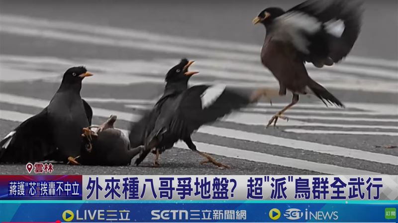 外來種八哥在台橫行，牠們數量激增、性格強勢，恐威脅本土鳥類生存，並影響農業發展
