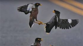 外來種八哥互毆。（圖／三立電視台）