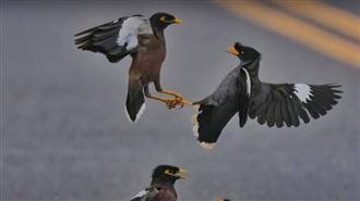 八哥大亂鬥!鳥群互毆 目擊者驚:太強勢了