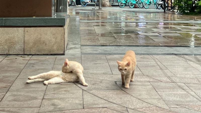 流浪貓衝豪宅急躲雷雨！遇暖心1舉變住戶