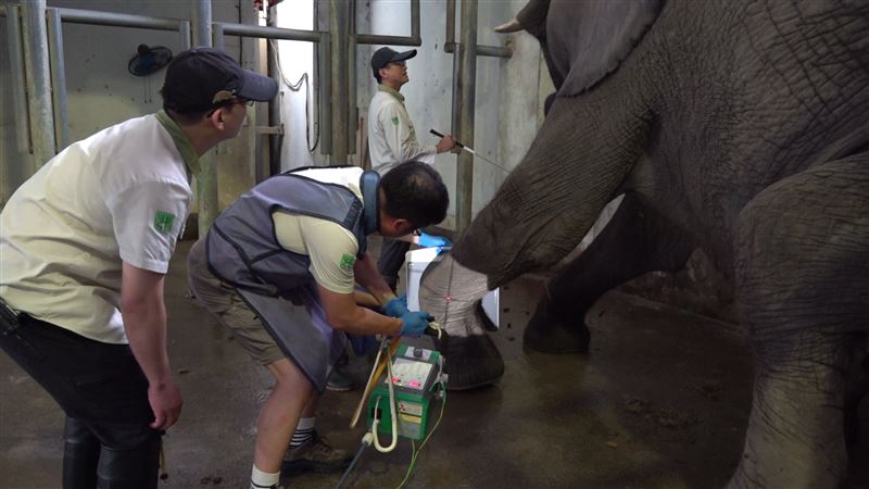 動物園悲痛宣布，42歲非洲象「美代」於晚間逝世。（圖／台北市立動物園提供）