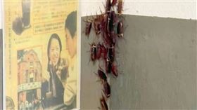 潮濕溫暖的夏天是「萬惡小強」蟑螂的活躍季節，由於繁殖力相當驚人，若不處理恐會數量暴增。（圖／讀者提供）