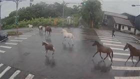 宜蘭壯圍鄉壯濱路三段，馬路上突然出現「7匹馬」遊街。（圖／翻攝畫面）