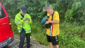 青鳥,金剛鸚鵡,飛走,找鳥,迷路,苗栗,南勢山區（圖／翻攝畫面）