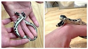 美國加州一家爬蟲類寵物店日前孵化出罕見「雙頭」加州王蛇，據了解，雙頭蛇誕生機率僅十萬分之一，有買家出價5萬美金（約台幣150萬元）收購這隻雙頭蛇，但店家不願出售。