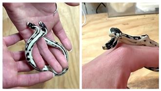 超罕見「雙頭」加州王蛇　5萬美金買不到