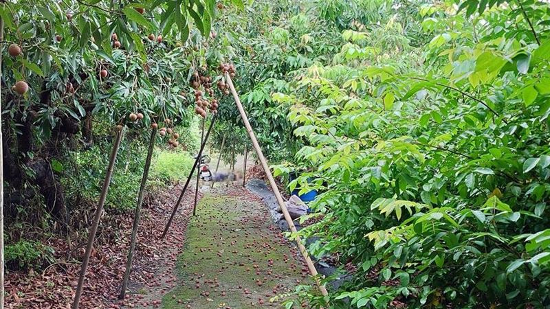 園主一早要進行作業發現一具無名屍。(圖/翻攝畫面)