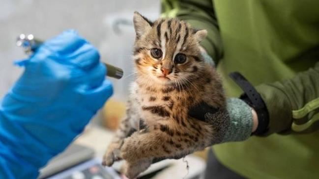 石虎遭獵殺剝皮淪「野味」　每隻百元販售