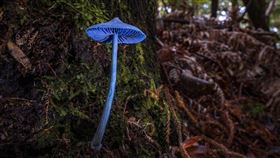 有日本網友在野外發現「藍瘦香菇」。（翻攝自X＠Invertebratist）