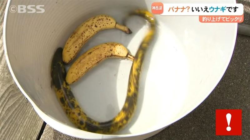 他釣到80公分巨形鰻魚 網驚呆：是香蕉