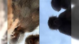 荷蘭一名女子巴赫盧爾（Shahra Bahloul）去埃門Wildlands野生動物園，手機不小心掉進柵欄，竟被多隻狒狒拿來自拍，事後她將相關畫面上傳TikTok，引發熱議。（圖／翻攝自TikTok／shabahlo）