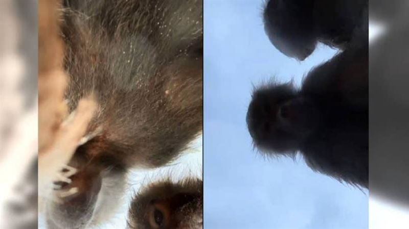 逛動物園手機掉圍欄內　狒狒撿起自拍爆紅