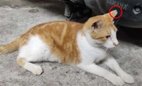 ▲浪浪零撲殺政策上路後，逐漸以TNVR等方式管控流浪犬貓，並剪耳原放。（圖／讀者提供）

