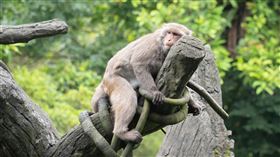 再次提醒動物園6月18日起休園至6月27日喔！別撲空啦！（圖／翻攝自動物園官網）