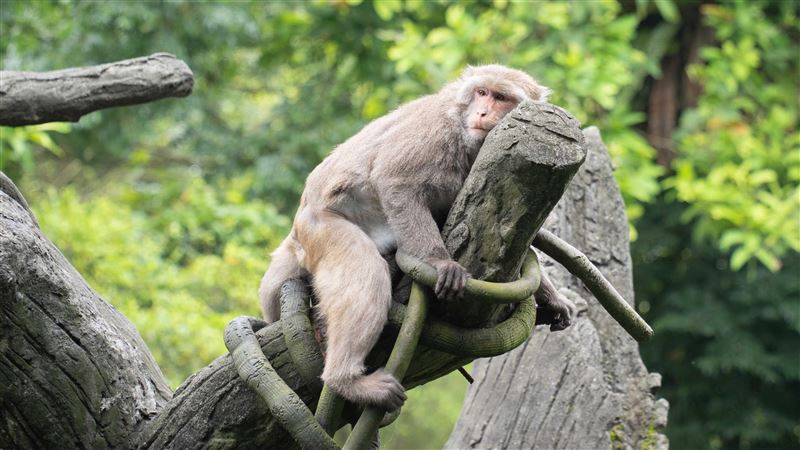 別撲空 台北市立動物園6月18日起休園10天
