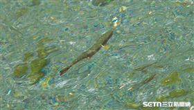 櫻花鉤吻鮭、山羌／康明義自然有蟲米授權提供