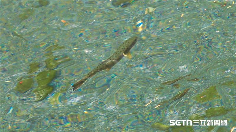 獨／台灣國寶魚是他發現的！曾慘剩200尾
