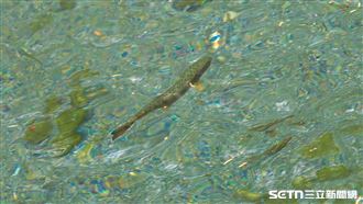 獨／台灣國寶魚是他發現的！曾慘剩200尾