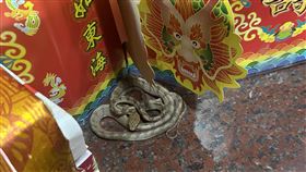 「帝爺公蛇」現身了，牠愜意地在廟的神桌與物品間穿梭。（圖／宮主陳政雄提供）