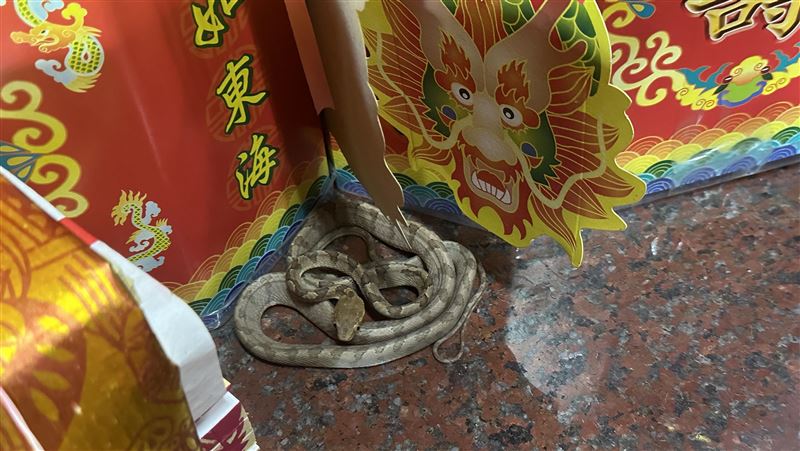 遲到但不缺席!天受宮「靈蛇」連46年現身