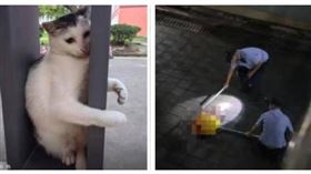 學生目睹北理工珠海學院保安當眾亂棍打死流浪貓蹭妹。（圖／翻攝自微博）