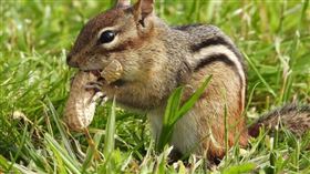 最新研究發現，每天適量攝取帶皮花生，有助延緩細胞老化。（示意圖／Pixabay）
