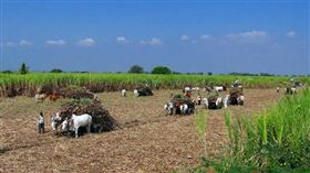 女工、耕田（示意圖／pixabay）