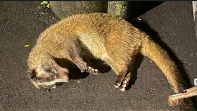 被撞到的果子狸。（圖／民眾提供）