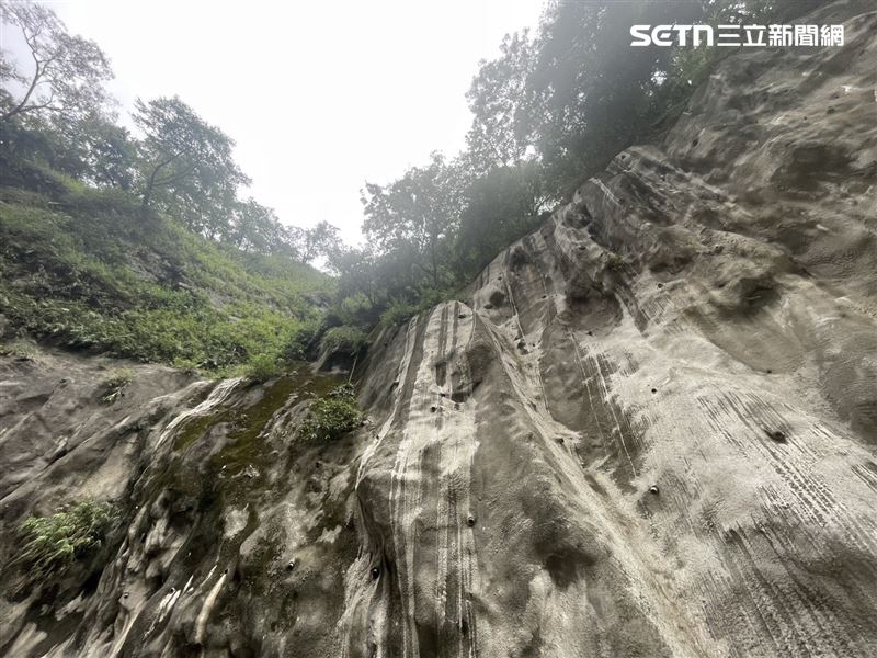 台20線路178.4公里,目擊成年母熊短暫停留峭壁處。(圖/翻攝畫面)