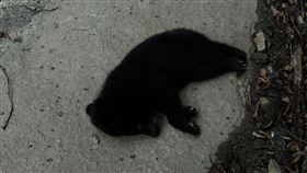 倒臥台20線路旁已經死亡的臺灣黑熊的幼熊。（圖／翻攝畫面）