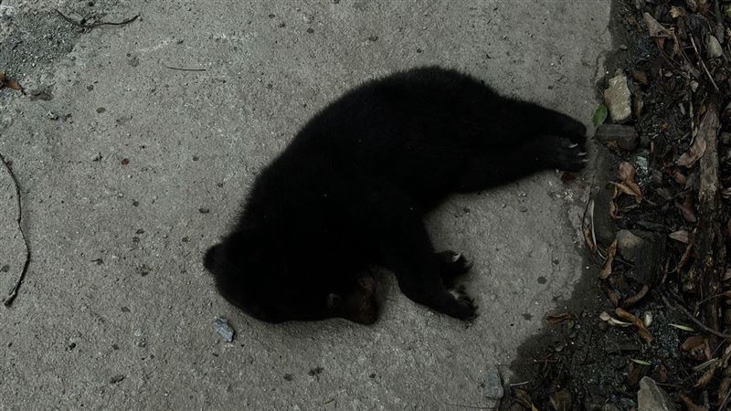 黑熊幼崽疑50公尺邊坡墜落亡！年齡最小