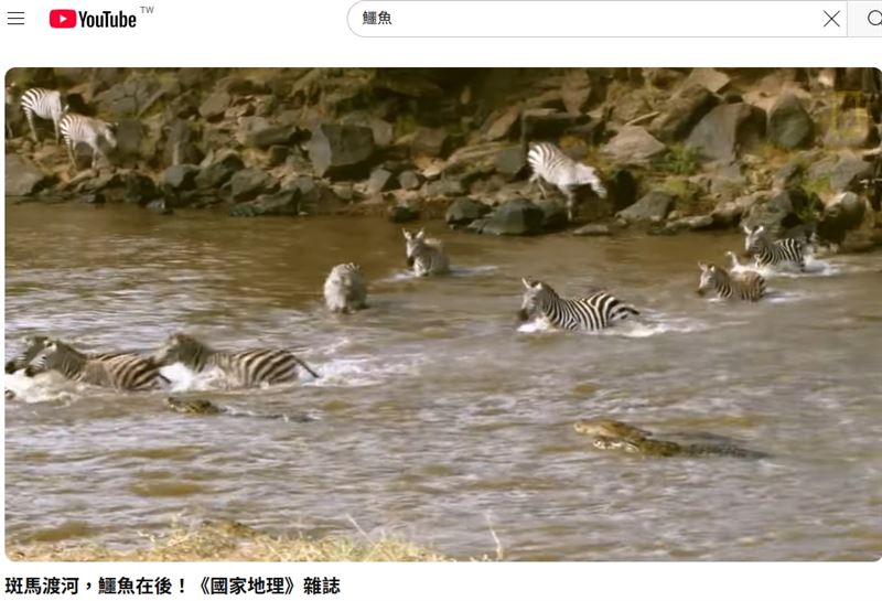 「雙鱷互咬」夏學理教授預言成真，川普馬斯克的權力遊戲與「鱷魚哲學」的反噬。（圖／翻攝自國家地理頻道YT）