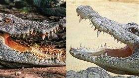 ▲「雙鱷互咬」夏學理教授預言成真，川普馬斯克的權力遊戲與「鱷魚哲學」的反噬。（圖／翻攝自PIXABAY網站） 