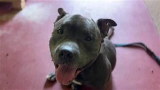 惡霸犬「福將」又闖禍！動保科說話了