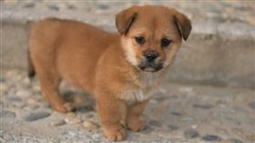 狗,流浪狗。（示意圖／PIXABAY）