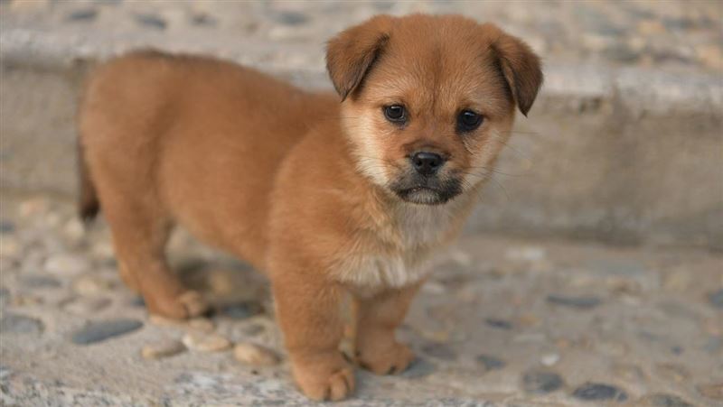 領養7個月遭退回 浪犬心碎反應惹哭千萬人