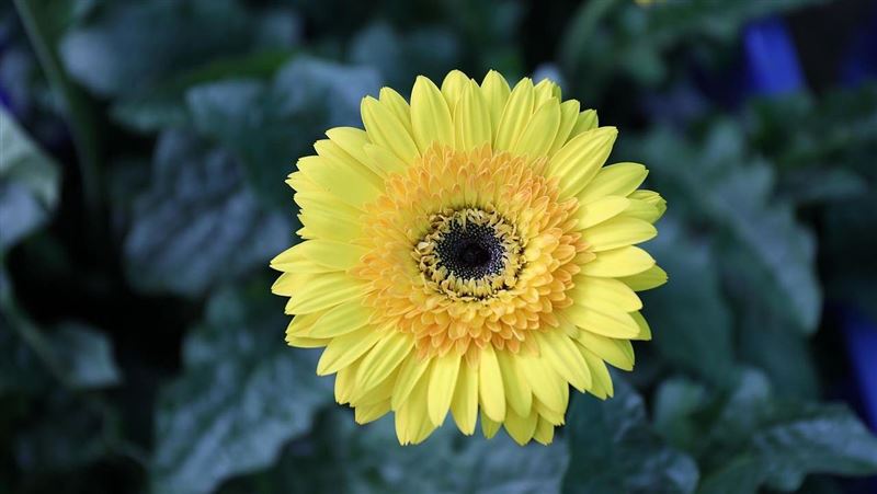 爆菊手術封印失敗 術後不理病人屁股爆開