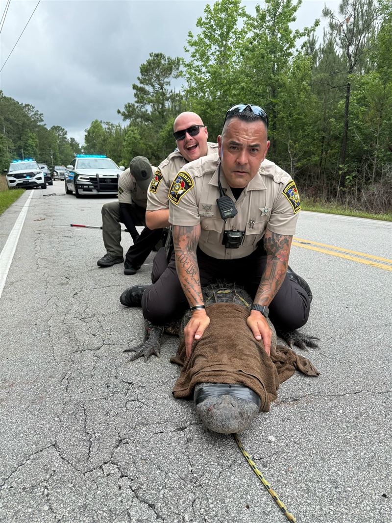 該鱷魚體型大、力量十足,得靠3人才能將其壓制。(圖/翻攝自Onslow County Sheriff's Office臉書)