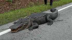 民眾發現破百公斤的大鱷魚在路上曬太陽，警方到場處理。（圖／翻攝自Onslow County Sheriff's Office臉書）

