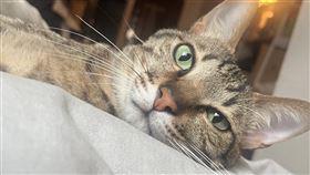 網友擔心家中虎斑身體不適才會不斷喵喵叫，看完獸醫後才發現是毛小孩太愛講話。（圖／翻攝畫面）