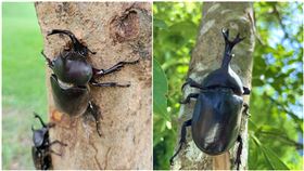 獨角仙,外籍移工,酥炸配啤酒,彰化,貓羅溪,濫捕,生態（圖／翻攝自photoAC）