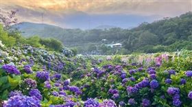 ▲滿滿繡球花綻放成繽紛花海。（圖／翻攝自IG @gaojiaxiuqiuhuatian）