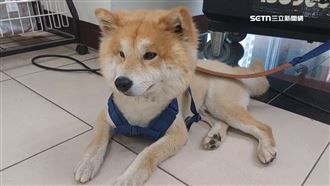 桃迷路柴犬「搖屁狂蹭」討摸　警PO文協尋