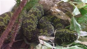 ▲莽山烙鐵頭蛇。（圖／翻攝自維基百科）