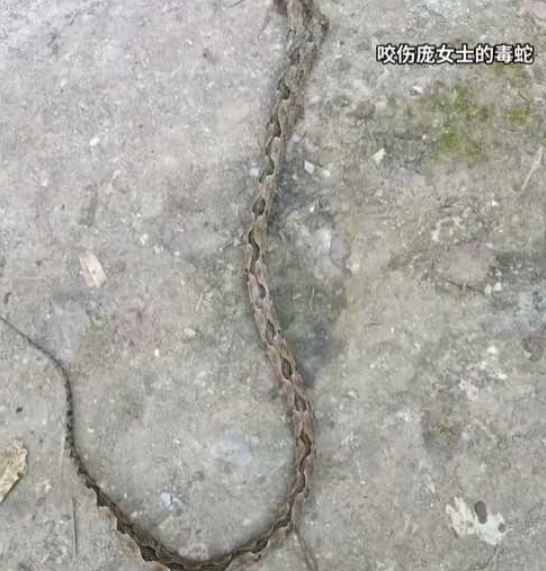 咬傷龐女士的莽山烙鐵頭蛇。（圖／翻攝自微博）