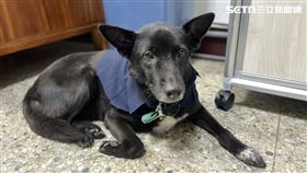 ▲台北市萬華分局西園所的所犬小黑。（圖／翻攝畫面）